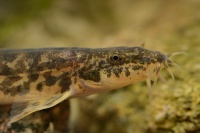 Mrenka mramorovana - Barbatula barbatula - Stone Loach 4848